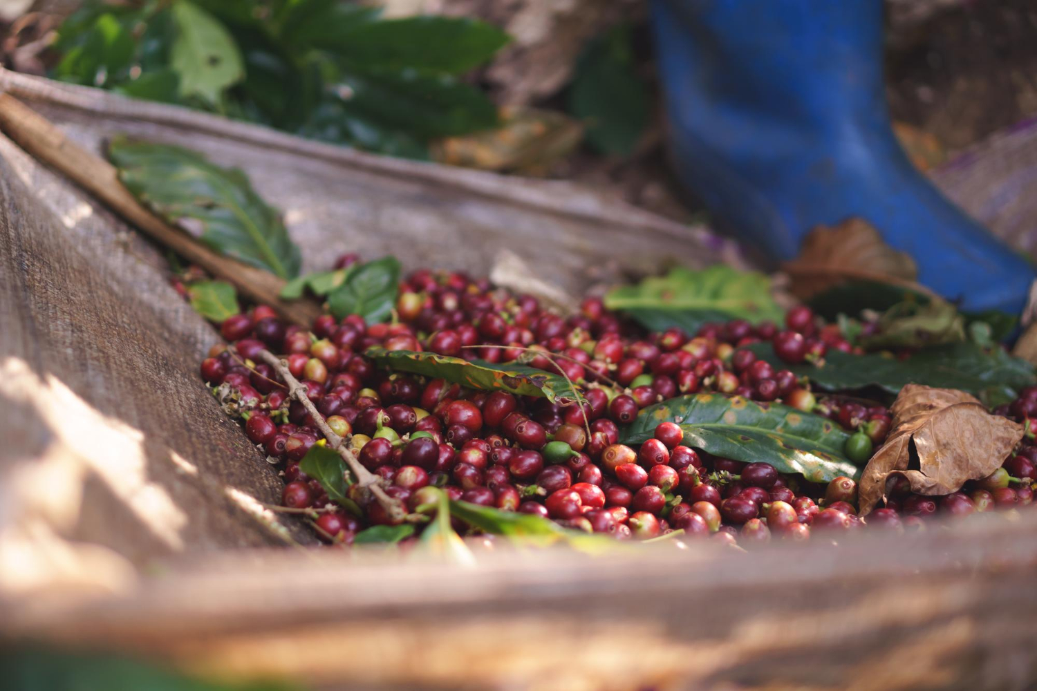 Petani Kakao Mengeringkan Biji Kakao